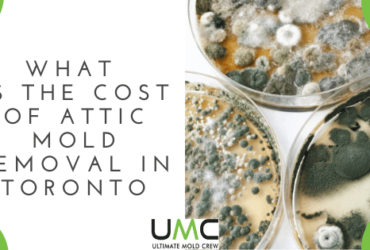What-Is-The-Cost-of-Attic-Mold-Removal-in-Toronto