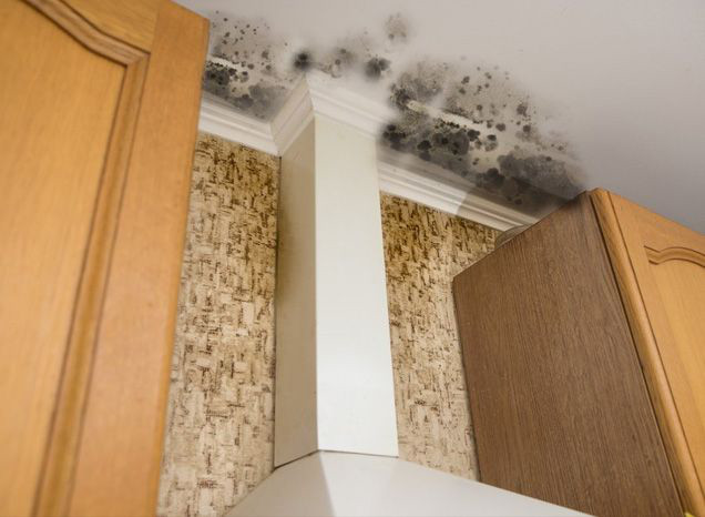 TOP RATED Mold Removal & Mold Remediation Toronto