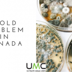 Mold problem canada