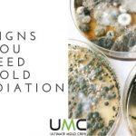 Signs-You-Need-Mold-Remediation