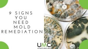 Signs-You-Need-Mold-Remediation