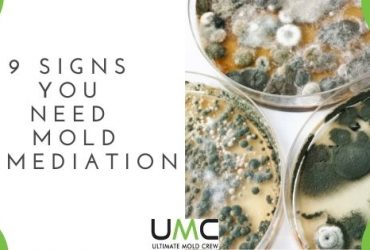 Signs You Need Mold Remediation Signs-You-Need-Mold-Remediation