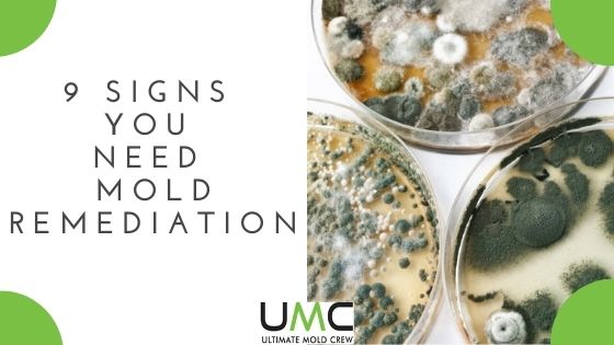 Signs-You-Need-Mold-Remediation