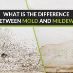 What-is-the-difference-between-mold-and-mildew.
