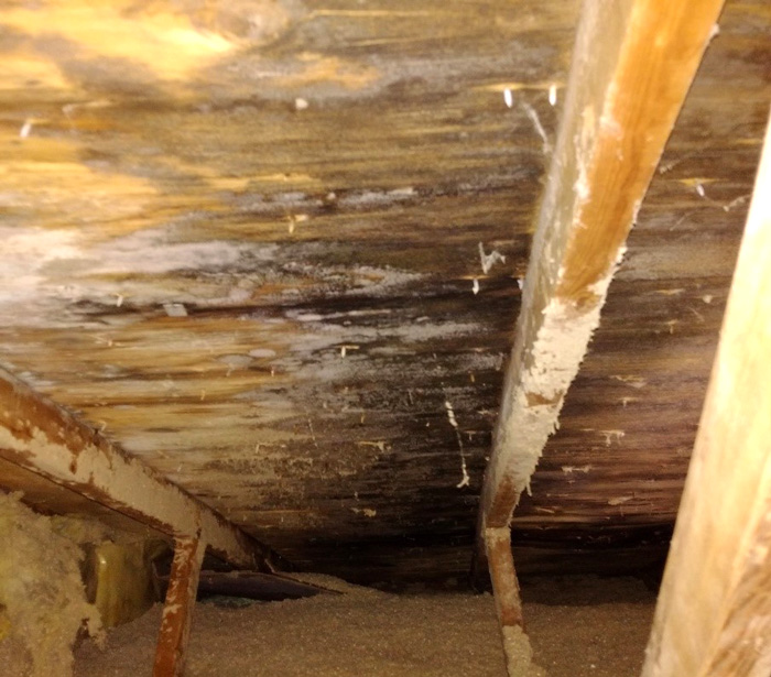Water damage-related mold removal Etobicoke