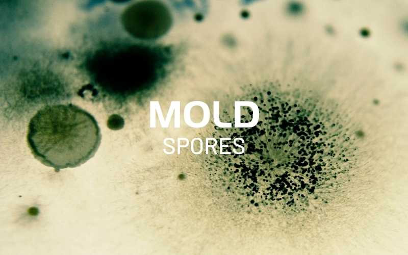 Mold-Exposure Dogs