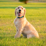 Difficulty breathing. Wheezing, sneezing, or coughing. Nasal discharge.