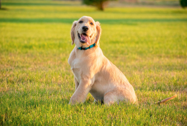 Difficulty breathing. Wheezing, sneezing, or coughing. Nasal discharge.