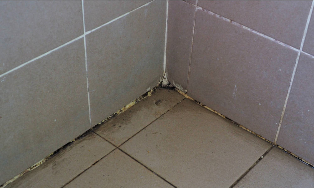 	Causes-of-Mold-Growth-on-Your-Shower-Caulk