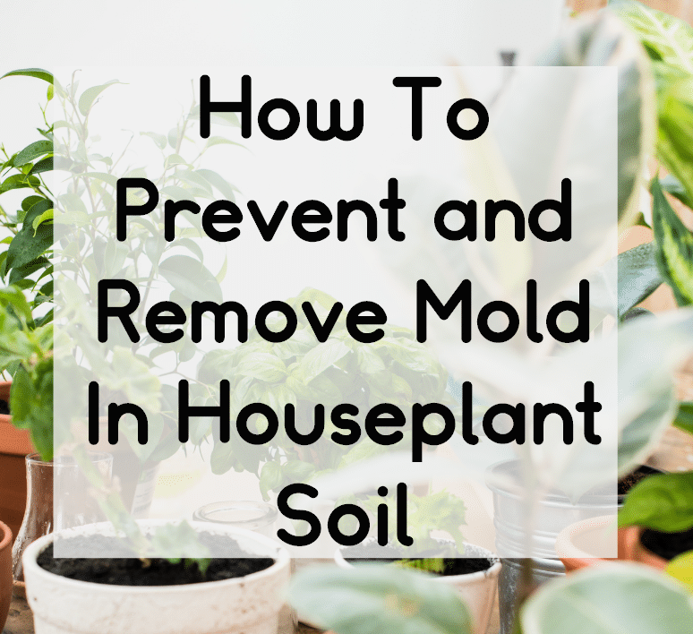 How To Get Rid Of Mold In Houseplant Soil