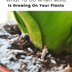 mold-on-plant-soil