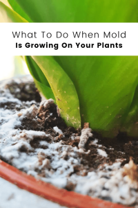 mold-on-plant-soil
