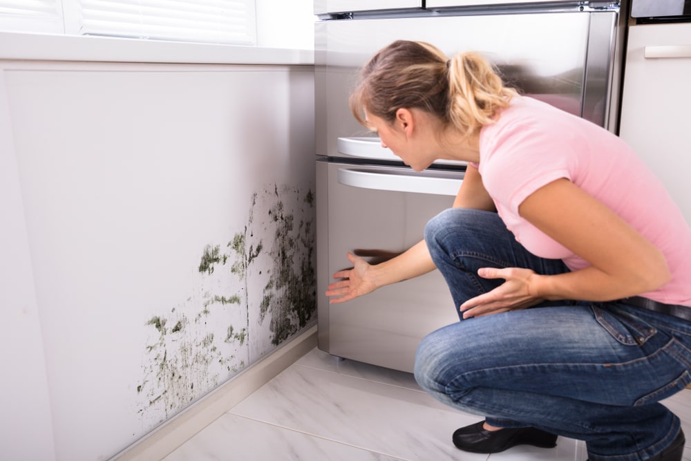 Insurance-Coverage-for-Mold-Damage