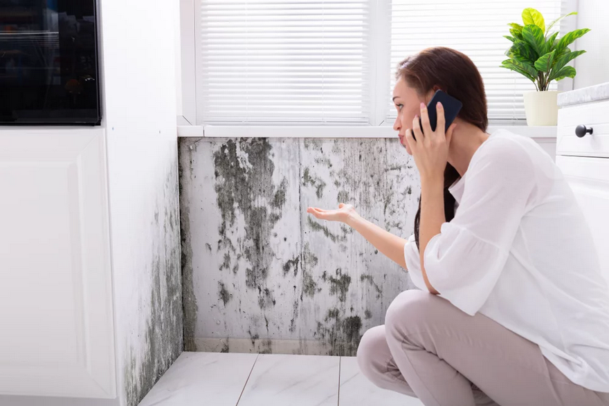who is responsible for mold in a rental property, 