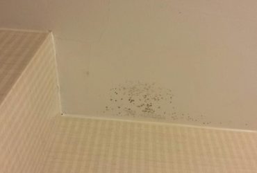 home, water, bathroom, hydrogen peroxide, baking soda, tea tree oil, black mold , mold removal, ceiling tiles , ceiling, remove
