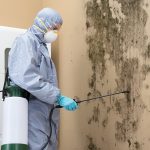 Mold Removal, Mold Testing Services