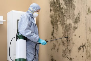 Mold Removal, Mold Testing Services