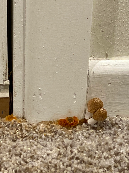 Mushrooms Growing In Bathroom walls mold