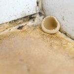 mushrooms growing Inside the House