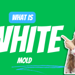 white-mold-types-causes-removal, white-mold Images, white-mold Removal, What causes white-mold, Fluffy white-mold , What kills white-mold , white-mold Smell, white-mold In bathroom