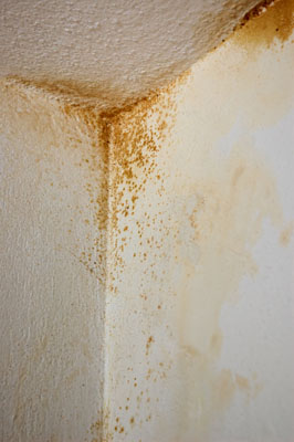 Brown Mold On Ceiling, Walls, Wood, Carpet