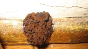 Brown Mold On Walls - Causes, Risks, Removal & Prevention