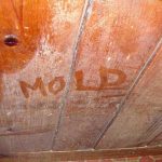 ceiling wood floors wood ceiling clothes off wood mold from mold growing green mold prevent mold hardwood floors