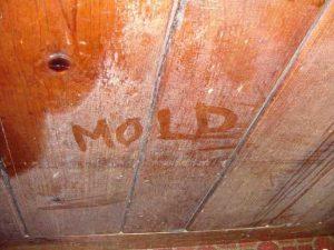 ceiling wood floors wood ceiling clothes off wood mold from mold growing green mold prevent mold hardwood floors