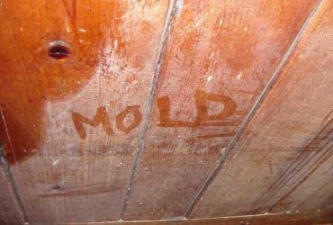 ceiling wood floors wood ceiling clothes off wood mold from mold growing green mold prevent mold hardwood floors ceiling wood floors wood ceiling clothes off wood mold from mold growing green mold prevent mold hardwood floors