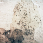 How-to-Remove-Mold-from-Canvas-Fabric-Steps-2