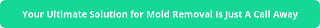your-ultimate-solution-for-mold-removal-is-just-a-call-away