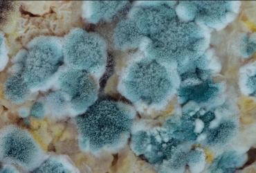 blue mould growth blue dots green mold clean mold