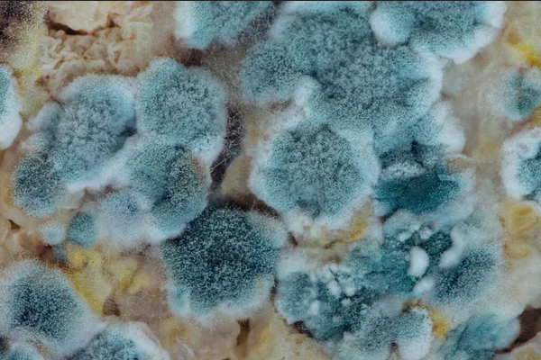 blue mould growth blue dots green mold clean mold