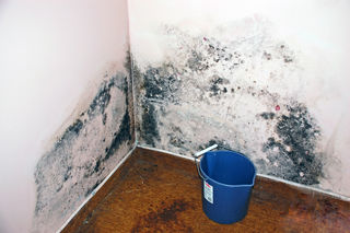 Blue mold, Penicillium, health risks, home maintenance