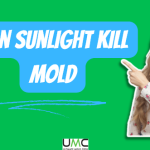 Can Sunlight Kill Mold