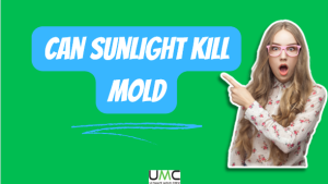 Can Sunlight Kill Mold