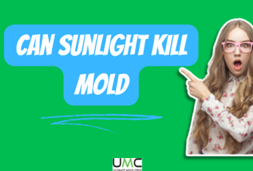 Can Sunlight Kill Mold