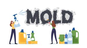 Mold Returning After Cleanup
