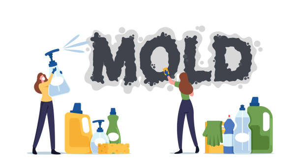 Mold Returning After Cleanup