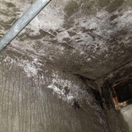 white-mold-on-concrete