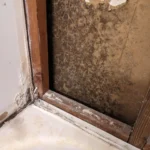 drywall black mold removal