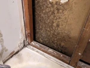 drywall black mold removal