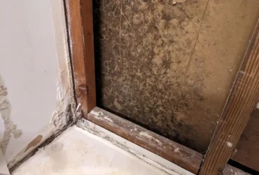 drywall black mold removal drywall black mold removal