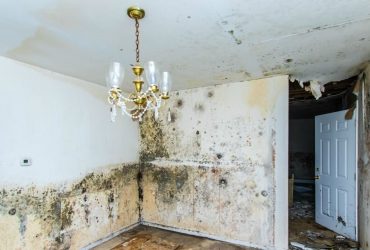 Mold Inspection in Apartments