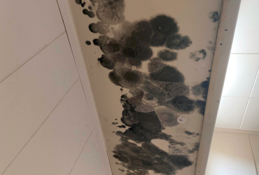 Mold in a Laundry Room Mold in a Laundry Room