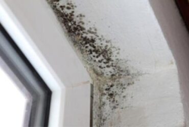 Mold Caused by Winter Moisture Mold Caused by Winter Moisture