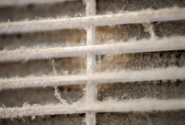 Mold Claims Denied GTA Mold-Claims-Denied-GTA