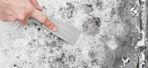 Mold Risk by Property Type in Toronto (Homeowner Guide)