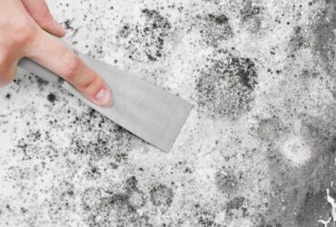 Mold Risk by Property Type in Toronto (Homeowner Guide) Mold Risk by Property Type in Toronto (Homeowner Guide)