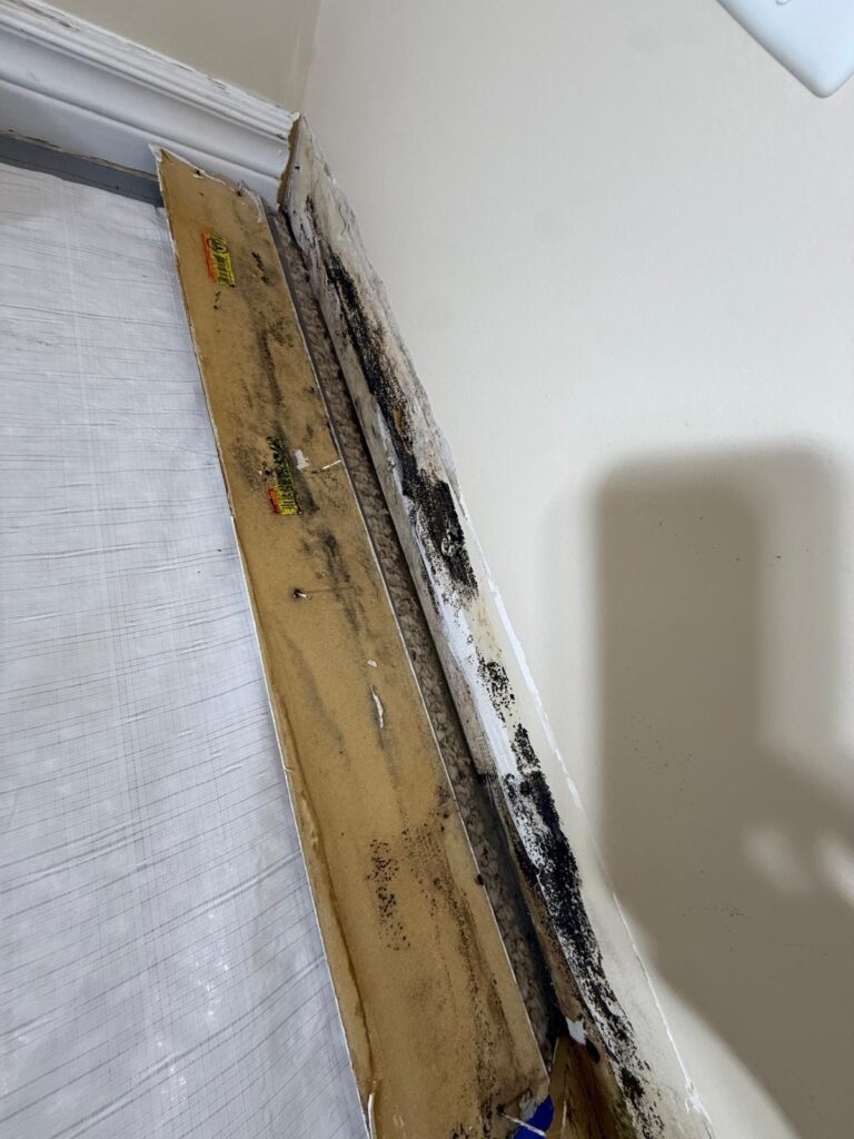 3 Exterior Water damage causing mold - during removal process photo